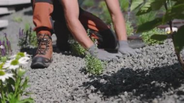 Bir bahçıvan kayalık bir yüzeye diz çöker, eldivenler ve sağlam botlar giyerken otları dikkatlice eker. Yaz güneşi çiçeklerle dolu canlı bahçede parlıyor..