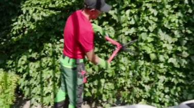 Bir bahçıvan verimli yeşil çitleri verimli bir arka bahçede buduyor. Bahçıvanlık teknikleri ve aletleri sergiliyor..