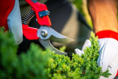 Eldivenli bir bahçıvan sıcak bir öğleden sonra yemyeşil çalıları dikkatlice budamak için budama makası kullanır..