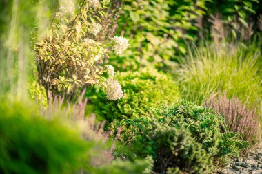 Hayat dolu yemyeşil bir bahçede, renkli çiçekler ve yeşillik sıcak güneş ışığı altında gelişir, güzel öğleden sonra boyunca sakin bir atmosfer yaratır..