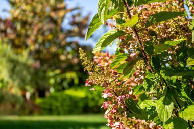 Renkli ortanca çiçekleri yemyeşil bir arka planda çiçek açarak güneşli bir sonbahar gününde doğanın güzelliğini ön plana çıkarırlar..