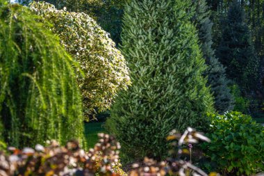 Çeşit çeşit ağaçlar ve çalılarla dolu huzurlu bir bahçe, öğleden sonra güneş ışığı altında yemyeşil yapraklarla bezenmiş.