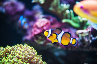 Canlı bir turuncu palyaço balığı berrak sulardaki renkli deniz canlılarıyla çevrili canlı bir mercan resifinde gezinir..