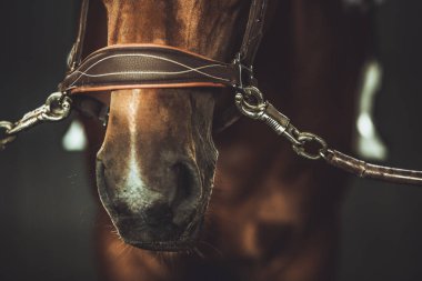 Bir at loş bir ahırda sessizce durur, burnu belirgin bir şekilde görünür, dizginle süslenir, yaklaşan bir sürüş ya da eğitim seansını ima eder..