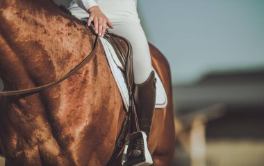 Bir binici, güneşli, açık hava binicilik ortamında zarif binicilik kıyafetlerini sergileyerek, bir sonraki sürüş için hazırlanarak, bir kestane at üzerinde konumunu ayarlar..