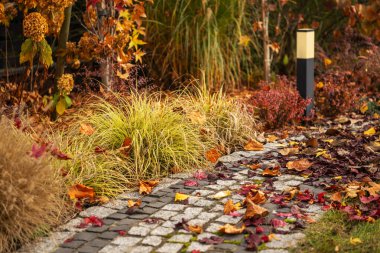 Huzurlu bir bahçe yolu canlı sonbahar yaprakları ve alacakaranlıkta hafif ışıkla aydınlatılan süs otlarıyla doludur..