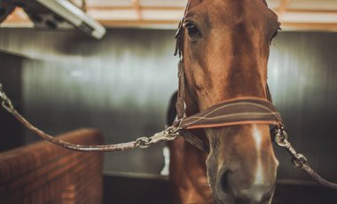 Kahverengi bir at ahırda duruyor, yuları ve dizginleri güvenli bir şekilde ileri bakıyor, rahat bir ortamda sakin tavrını sergiliyor..