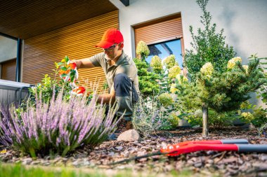 Kırmızı şapkalı bir bahçıvan, gün ışığında canlı bir konut bahçesinde lavanta ve diğer bitkileri dikkatlice budayarak çiçeklerin iyi korunmasını sağlar..