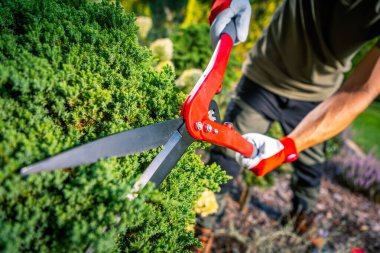 Kendini işine adamış bir bahçıvan bir çift sağlam budama makası kullanarak çalıları budamaya odaklanır. Parlak güneş ışığı yemyeşil yaprakları aydınlatarak bahçenin bakımı için yapılan dikkatli çalışmaların altını çiziyor. Çiçekler ve diğer bitkiler çevreyi sardı.