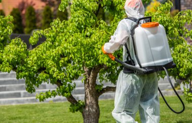 Koruyucu giysiler giyen bir bahçıvan, öğleden sonra açık gökyüzünün altında bakımlı arka bahçedeki yemyeşil bir meyve ağacına böcek ilacı sıkar..
