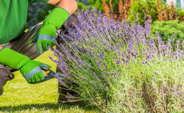 Yeşil eldiven giyen bir bahçıvan bahçedeki lavanta bitkilerini dikkatlice buduyor. Parlak çiçekler yemyeşil ile çok güzel tezat oluşturuyor..