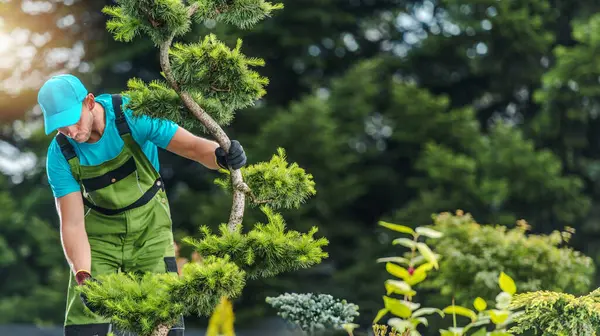 Kendini işine adamış bir bahçıvan, açık mavi gökyüzünün altında canlı bitkilerle çevrili bir ağacı dikkatlice buduyor ve şekillendiriyor..