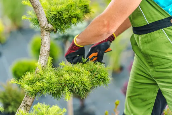 Eldiven ve yeşil tulum giyen bahçıvan bir bitkinin fidanlığında canlı yeşil yaprakları dikkatlice eritiyor. Bu aktivite bitkilerin sağlığını ve estetiğini arttırır..