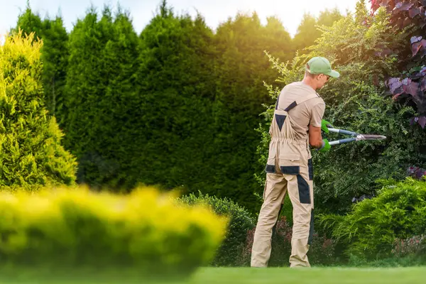 Bir peyzaj işçisi öğleden sonra bakımlı bir bahçede çalıları dikkatlice buduyor. Yeşillik onu çevrelemiş, bahçıvanlık faaliyetlerini ön plana çıkarmış..