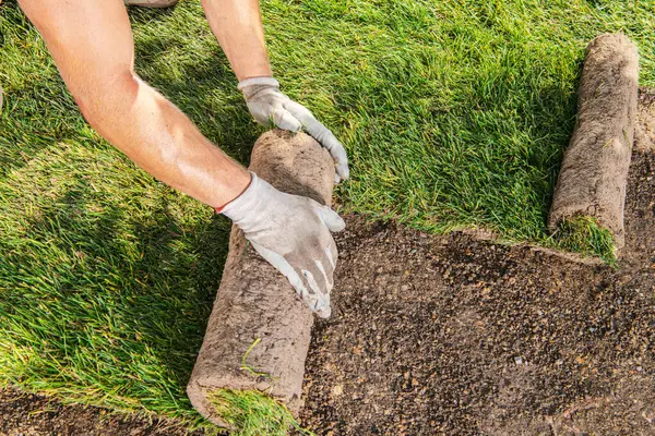 Bir bahçıvan çimenleri dikkatlice hazırlanmış toprağa yerleştirir ve bahçeyi canlı yeşil bir alana çevirir. Sıcak, güneşli bir öğleden sonra, peyzaj işi için mükemmel..