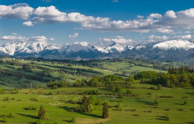 Canlı yeşilliklerle dolu yuvarlak tepeler, karla kaplı Tatra dağ tepelerinin altında, vadide huzur içinde otlayan koyunlar için manzaralı bir zemin sağlıyor. Podhale manzarası.