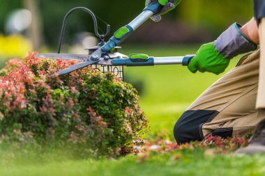 Eldiven giyen bir bahçıvan güneşli bir öğleden sonra yemyeşil bir bahçede budama makası ile renkli süslemeler yapar..