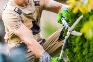 Eldiven ve iş kıyafetleri giyen bir bahçıvan, dikkatlice şekillenmiş yeşil çitler keskin makasla yemyeşil çitler, güneşli bir öğleden sonra keyfini çıkartıyor.