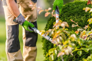 Bahçıvan, renkli yapraklar ve güneş ışığıyla çevrili iyi korunmuş bir bahçedeki çalıları dikkatlice budama makası kullanır..