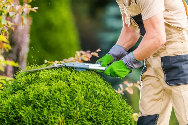 Bir bahçıvan yemyeşil bir bahçede makasıyla çalıları dikkatlice buduyor. Açık gökyüzünün altında seçilmiş bitkilerin güzelliğini gözler önüne seren parlak yapraklar işçileri sarıyor..