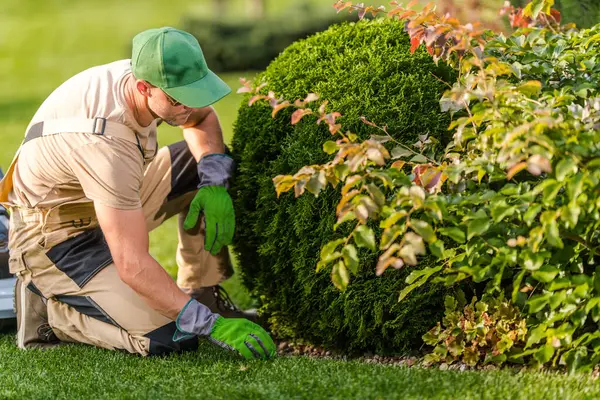 Bir bahçıvan, canlı bir bahçedeki çalıyı dikkatlice budamak için diz çöker. Bereketli yeşillik ve renkli yeşillik açık havada sakin bir atmosfer yaratır..