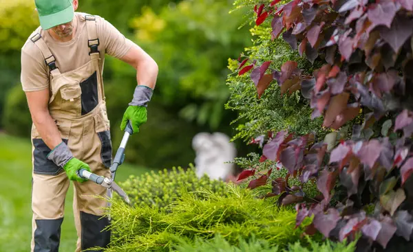 Bir bahçıvan bakımlı bir bahçedeki yeşillikleri dikkatlice buduyor. Parlak güneş ışığı etrafındaki canlı bitkileri ve çiçekleri aydınlatır..