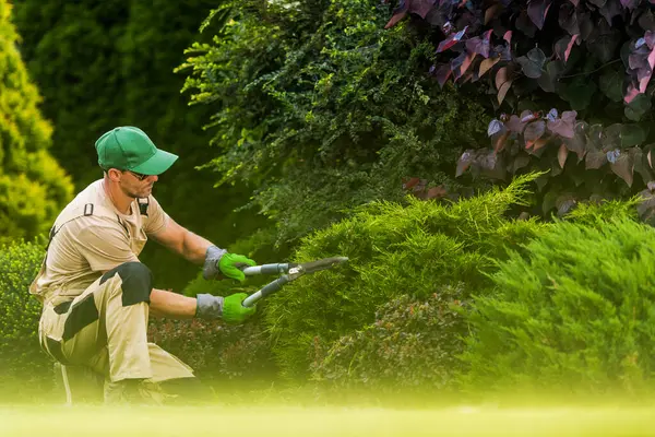 Bir bahçıvan güneşli bir günde canlı bir bahçede yeşil çalıları dikkatlice buduyor. İyi korunmuş arazide çeşitli türde yeşillikler bulunur..