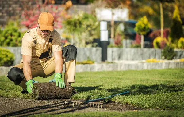 Bir bahçıvan yemyeşil bir arka bahçeye taze çimen yerleştirir. Çimlerin üzerine diz çöker, güneşli bir öğleden sonra çalışarak evin manzarasını güzelleştirir..