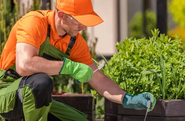 Turuncu giyimli bir bahçıvan açık mavi gökyüzünün altındaki canlı bir bahçede yeşil bitkileri dikkatlice inceleyip besliyor..
