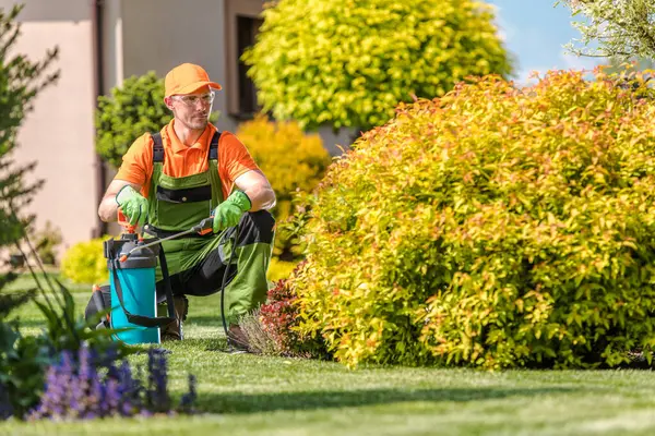 Parlak elbiseli bir bahçıvan açık mavi gökyüzünün altındaki iyi korunmuş bir bahçede renkli çalıları ilaçlamak için bir sprey kullanır. Verimli çevre, karmaşık peyzaj gösterileri sergiliyor..