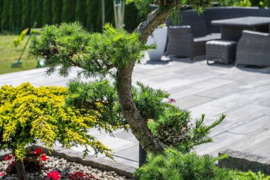 Huzurlu bir bahçede ön planda bonsai ağacı sergilenirken, şık bir oturma alanı, huzurlu bir açık hava ortamında rahatlamaya davetiye çıkarıyor..