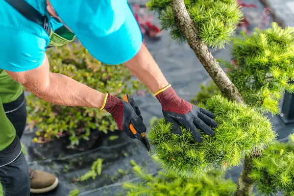 Bir bahçıvan canlı bir fidanlıktaki bonsai ağacını dikkatlice buduyor, yemyeşil yapraklara odaklanırken güneşli bir öğleden sonra diğer bitkilerle çevrili..