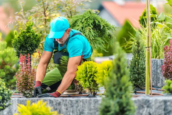 Çalışkan bir bahçıvan, güzel düzenlenmiş bir bahçede, temiz bir gökyüzünün altında çeşitli bitkilerle dikkatlice ilgileniyor. Manzara canlı ve gür..