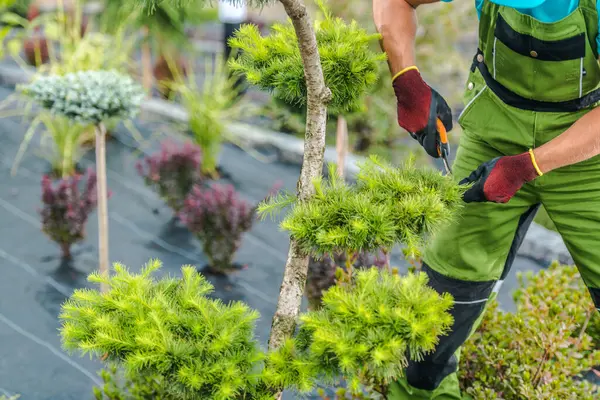 Bir bahçıvan, açık mavi gökyüzünün altında canlı bitkiler ve yeşilliklerle çevrili, bir çatı bahçesinde her daim yeşil ağaçları dikkatlice budar..