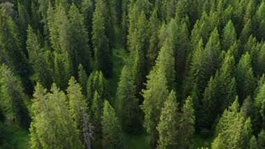 Uzun ağaçlar ve zengin yeşilliklerle dolu canlı bir orman keşfedin. Huzurlu bir ortamda doğanın güzelliğini ve sükunetini gösterin..