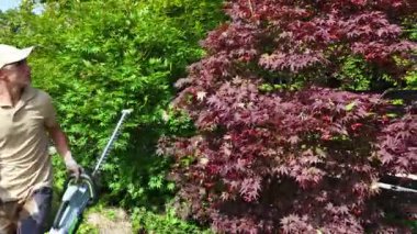 Bir bahçıvan, canlı bir Japon akçaağacını ustalıkla buduyor ve güneşli bir arka bahçede çevreleyen yeşilliği. Bitkiler yemyeşil ve bakımlı, gösterişli..