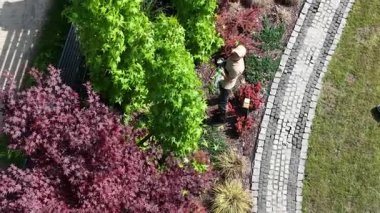 Deneyimli bahçıvan, güzel manzaralı bir alanda renkli bitkilerle ilgilenir. Yetenekli teknikler ve canlı yeşillikler sergiler..