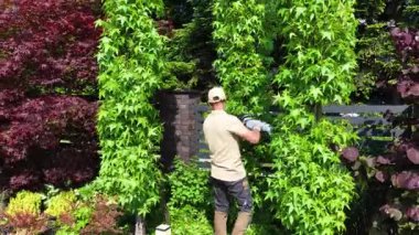 Bir bahçıvan renkli yeşilliklerle dolu canlı bir bahçede yemyeşil tırmanma bitkilerini dikkatlice buduyor güneşli bir öğleden sonranın tadını çıkarıyor..