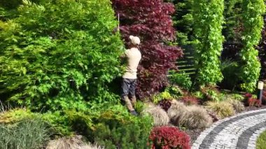 Bir bahçıvan, sıcak ve güneşli bir öğleden sonra bahçedeki yeşil bitkileri ve renkli çalıları şekillendirmek için özenle çalışır..