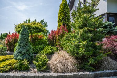 Çeşitli bitki ve çalılarla dolu canlı bir bahçe berrak mavi gökyüzünün altında renkler ve dokular sergiliyor, sakin bir açık hava alanı yaratıyor..