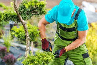 Yeşil tulumlu ve mavi şapkalı bir bahçıvan, sakince botanik bahçesinde detaylara dikkat eden bir bonsai ağacını dikkatlice buduyor..