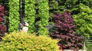 Bahçıvan, mevsimlik çalılar ve yapraklarla dolu canlı bir bahçede uzun bitkilerin boyunu korumak için bir budama çubuğu kullanır..