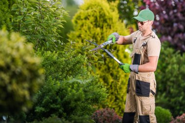 Bahçıvan gün ışığında güzel tasarlanmış bir açık alanda çalıları kırpmak için makas kullanır. Yeşillik, çalışkan işçiyi çevrelemektedir..