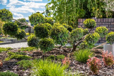 Bir bahçe, güneşli bir günde açık mavi bir gökyüzünün altında çeşitli bitkilerle çevrili yuvarlak kümeler ve canlı yeşilliklerle eşsiz bir çalılığa sahiptir..