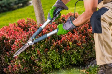 Bahçıvan verimli bir bahçede budama makasıyla çalıları budar, bitkilerin sağlıklı ve iyi şekilli olmasını sağlar, baharın sonlarında parlak bir öğleden sonra.