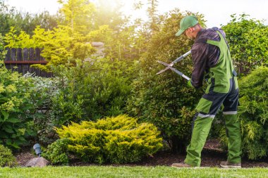 Yeşil elbiseli bir bahçıvan canlı bir arka bahçede çalıları ustalıkla buduyor. Güneş bahçeyi aydınlatıyor, çevredeki zengin yeşillikleri aydınlatıyor..