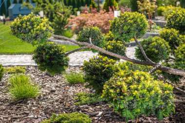 Bu bahçe, güneşli bir günde yemyeşil ve dekoratif taşların arasına yerleştirilmiş yuvarlak yapraklı alışılmadık bir ağaç tasarımı sergiliyor..