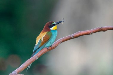 Avrupa Arı Yiyen (Merops apiaster), Üreme Kolonisi yakınlarındaki şubeye tünemiştir. Bu kuş güney Avrupa 'da ve kuzey Afrika ve batı Asya' nın bazı bölgelerinde ürer.
