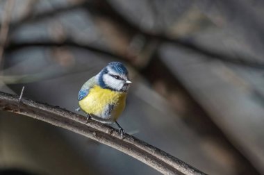 Blue tit (Parus caeruleus) resting on tree branch 