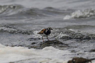 Arenaria, sahil şeridi boyunca gezinen Ruddy turnstone kuşunu arıyor.